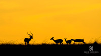DHP-African-Safari-Adventures-8649