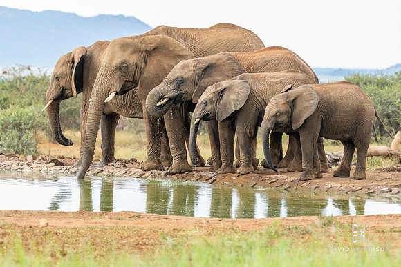 DHP-African-Safari-Adventures-3588