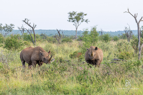 DHP-African-Safari-Adventures-0307