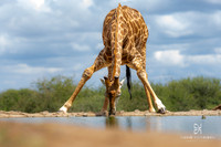 DHP-African-Safari-Adventures-1451