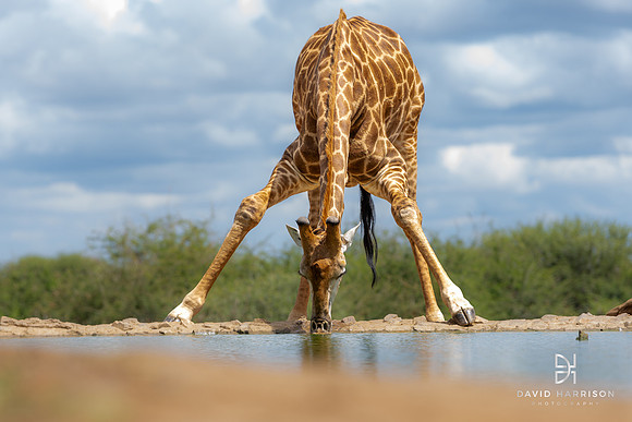DHP-African-Safari-Adventures-1451