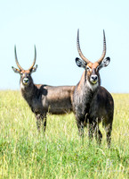 DHP-African-Safari-Adventures-2468