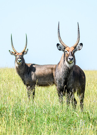 DHP-African-Safari-Adventures-2468
