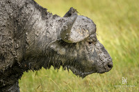 DHP-African-Safari-Adventures-3468