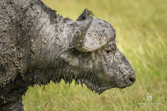 DHP-African-Safari-Adventures-3468