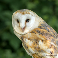 UK BIRDS