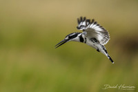 AFRICAN BIRDS