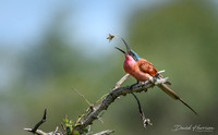 DHP-African-Safari-Adventures-2573