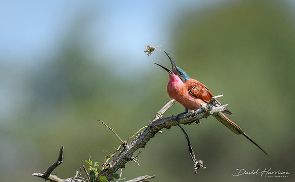 DHP-African-Safari-Adventures-2573