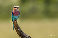 DHP-African-Safari-Adventures-3627