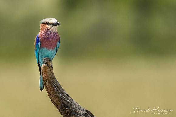 DHP-African-Safari-Adventures-3627