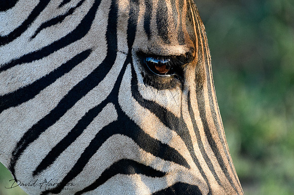 DHP-African-Safari-Adventures-2800
