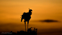 DHP-African-Safari-Adventures-8697