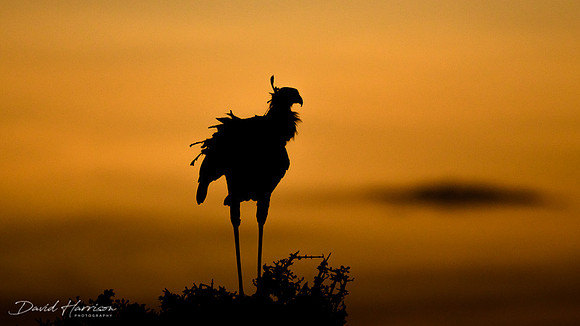 DHP-African-Safari-Adventures-8697