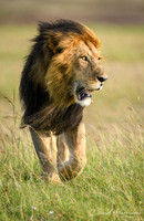 DHP-African-Safari-Adventures-0474