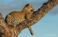 DHP-African-Safari-Adventures-8088