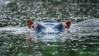 DHP-African-Safari-Adventures-7001
