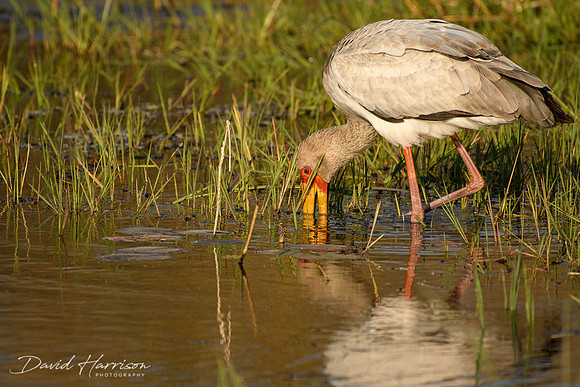 DHP-African-Safari-Adventures-4518