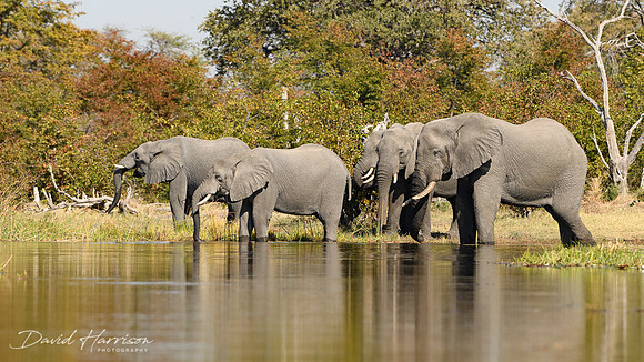 DHP-African-Safari-Adventures-5603