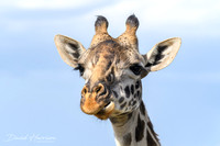 DHP-African-Safari-Adventures-9776