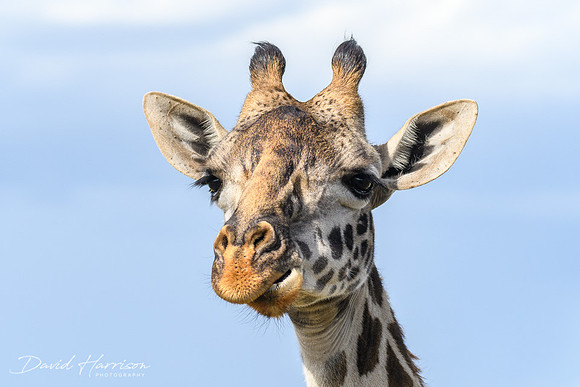 DHP-African-Safari-Adventures-9776