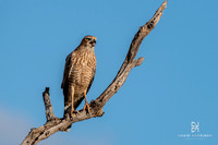 DHP-African-Safari-Adventures-3049