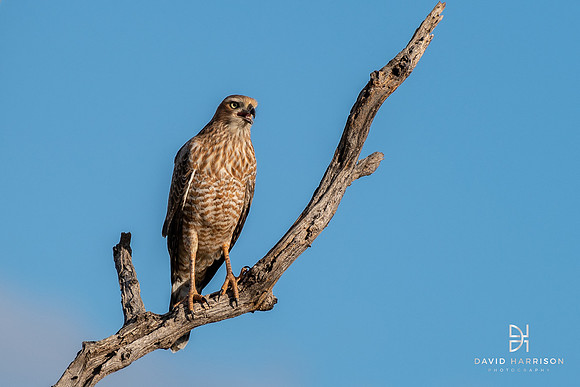 DHP-African-Safari-Adventures-3049