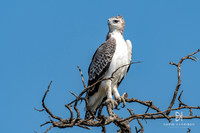DHP-African-Safari-Adventures-3625