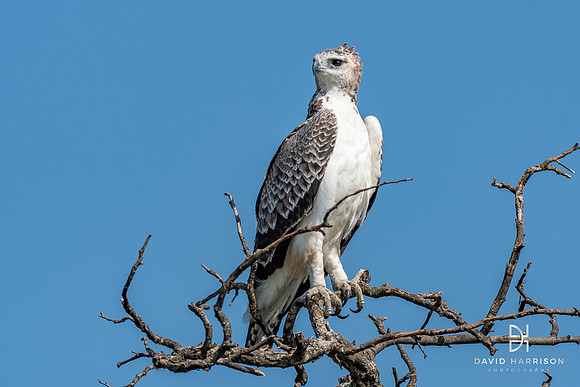 DHP-African-Safari-Adventures-3625