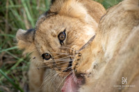 DHP-African-Safari-Adventures-2888