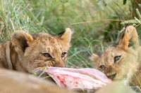 DHP-African-Safari-Adventures-2841