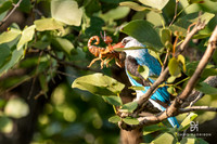 DHP-African-Safari-Adventures-4450