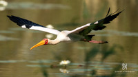 DHP-African-Safari-Adventures-4641