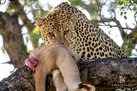 DHP-African-Safari-Adventures-6303