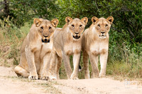 DHP-African-Safari-Adventures-6658