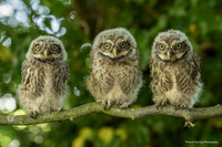 DHP- 3 Wise Owls canvas-1476